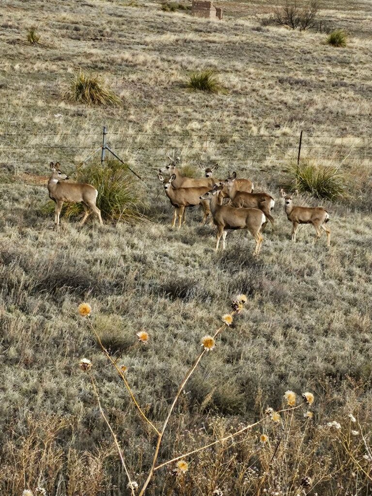 A herd of deer in a grassy field thrives thanks to successful water catchment restoration in Southern Arizona.